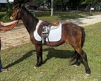 welsh-pony-for-sale