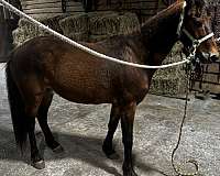 welsh-pony