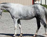 athletic-welsh-pony