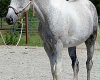 barrel-racing-welsh-pony