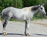 calf-roping-welsh-pony