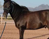 pony-gelding