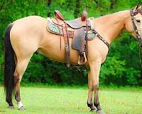 all-around-quarter-horse