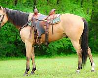 athletic-quarter-horse
