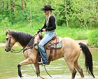 drill-team-quarter-horse