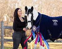 affair-draft-horse
