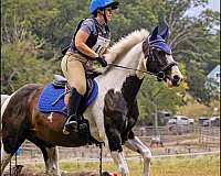 bareback-draft-horse