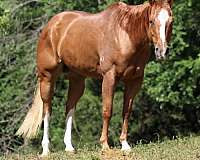 athletic-quarter-horse