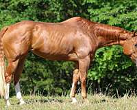 beginner-quarter-horse