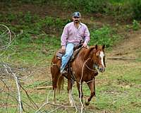 calf-roping-quarter-horse