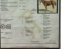 husband-safe-quarter-horse