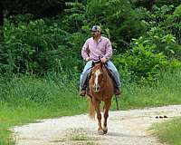 kid-safe-quarter-horse