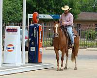 performance-quarter-horse