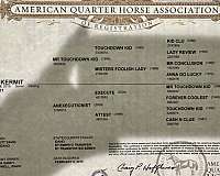 ranch-quarter-horse