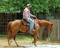ranch-versatility-quarter-horse