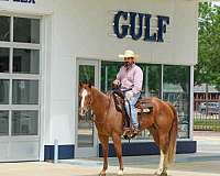 ranch-work-quarter-horse