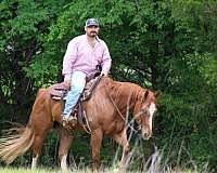ridden-western-quarter-horse