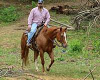 roping-quarter-horse