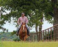 trail-quarter-horse