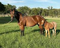 all-around-quarter-horse