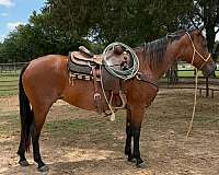 athletic-quarter-horse