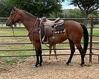 flashy-quarter-horse