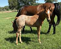 performance-quarter-horse