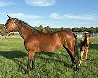 ranch-versatility-quarter-horse