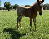 ranch-work-quarter-horse
