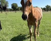 ridden-western-quarter-horse