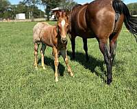 working-cattle-quarter-horse