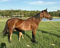 bay-quarter-horse-mare