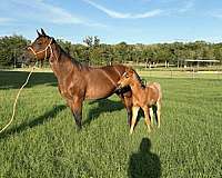 working-quarter-horse
