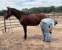 bay-all-around-horse