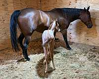 bay-athletic-horse