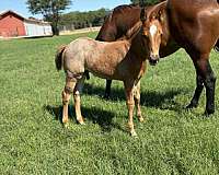 bay-flashy-horse