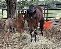 bay-performance-horse
