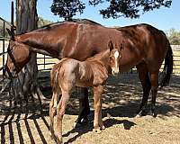 bay-ranch-versatility-horse