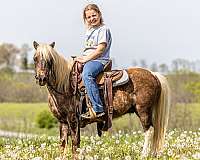 palomino-dapples-pony