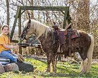 western-riding-pony