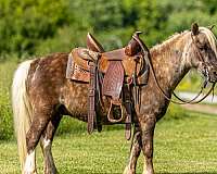 beginner-pony