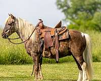 kid-safe-pony