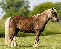 trail-riding-pony