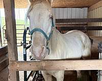 tennessee-walking-gelding