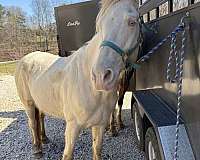 tennessee-walking-horse-for-sale