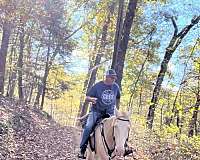 tennessee-walking-horse