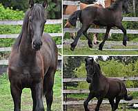 pinto-barock-colt-yearling
