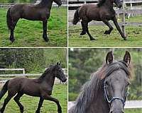 champion-barock-pinto-horse