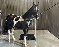 tobiano-all-around-gaited-horse