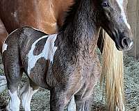 all-around-gaited-tennessee-walking-horse